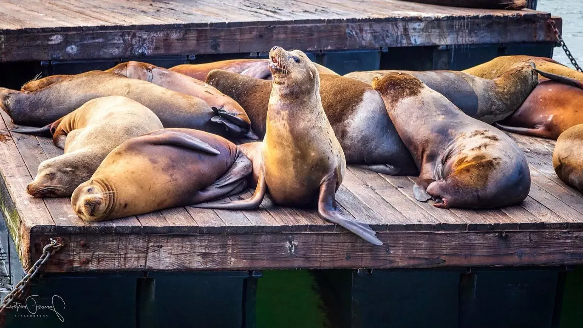 在PIER 39的K Dock休息的海狮