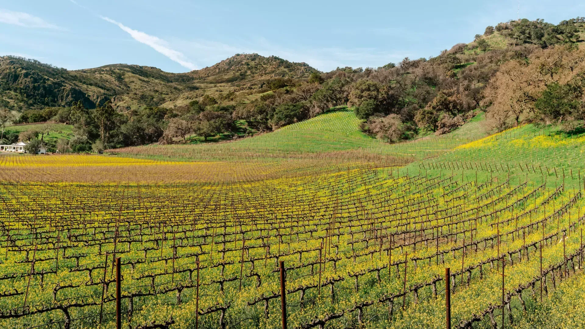 Viñedos del valle de Napa