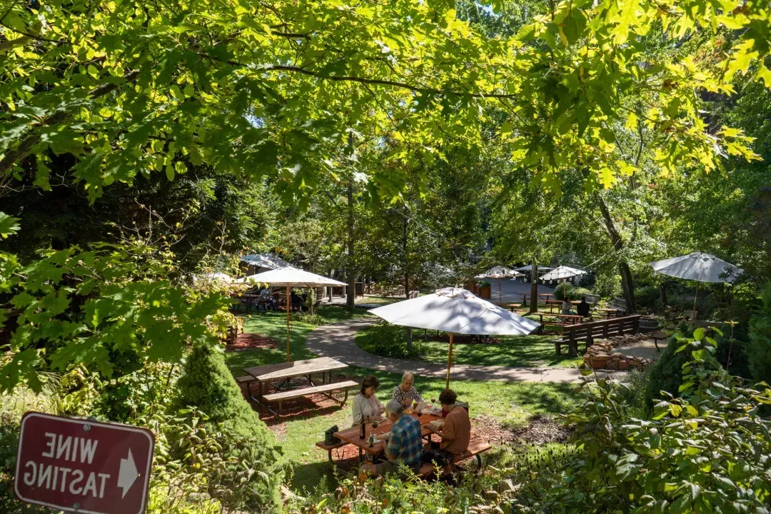 郁郁葱葱的野餐区，有一群人坐在桌边品尝葡萄酒