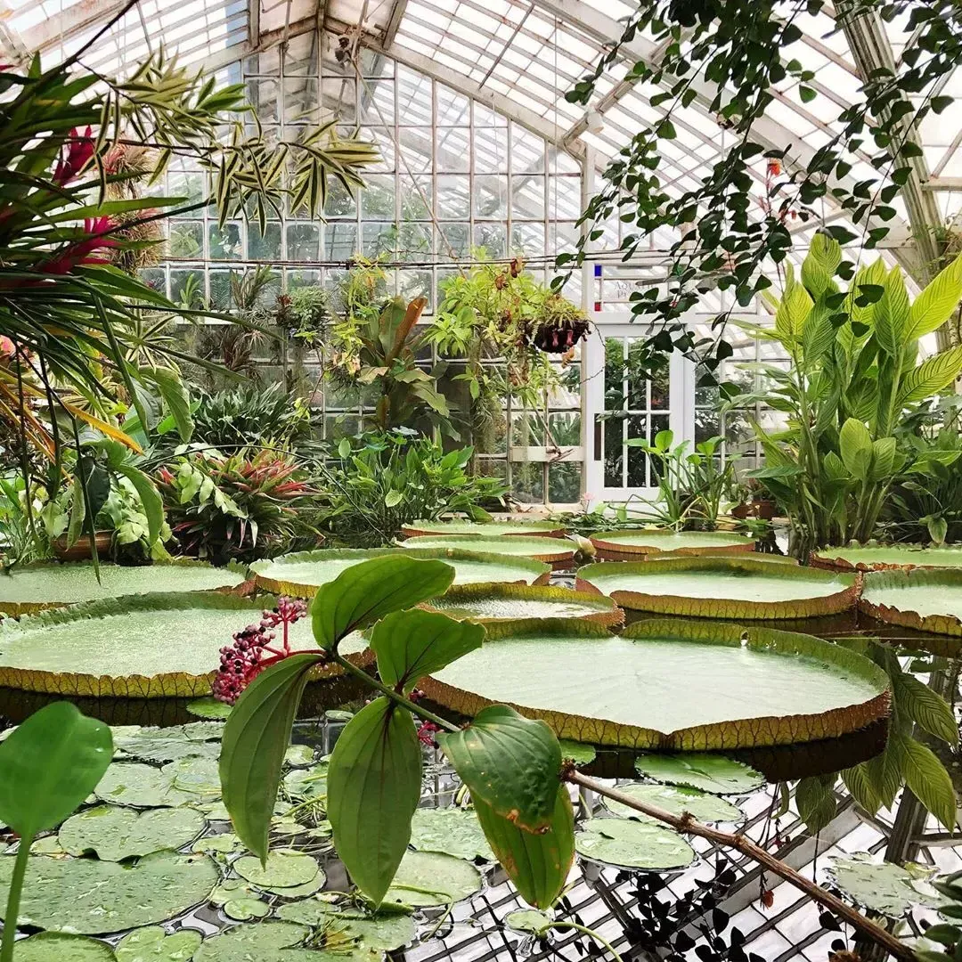 SF Botanical Garden, giant lilypads 