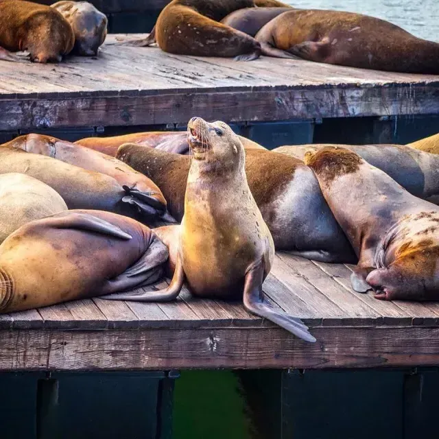 I leoni marini riposano sul molo K del PIER 39