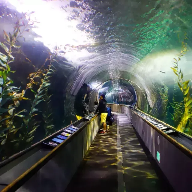 Eine Familie betrachtet das Meeresleben in einem Tunnel im Aquarium of the Bay